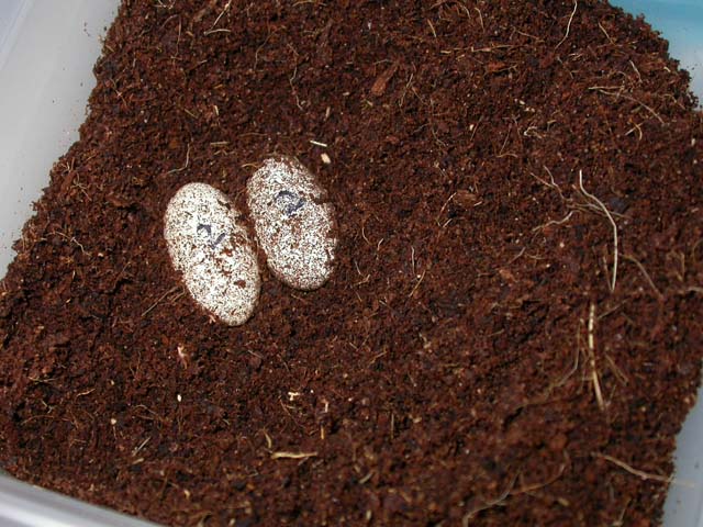 Professional Reptiles | Leopard Gecko Egg Incubation