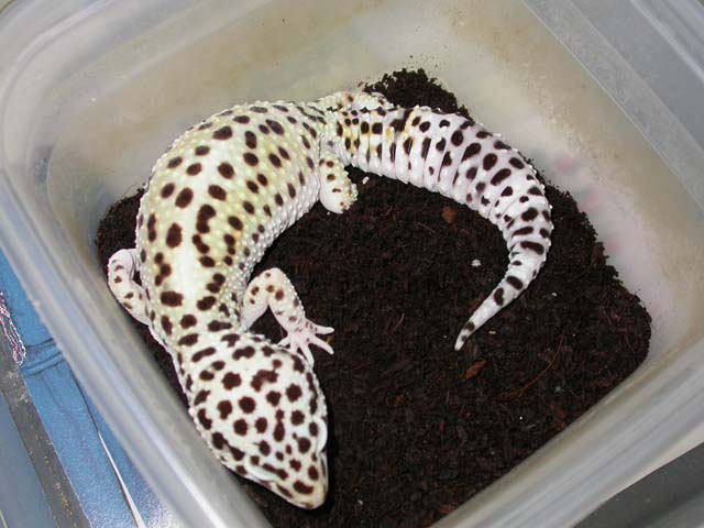 Professional Reptiles | Leopard Gecko